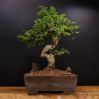Лигуструм 35 общ